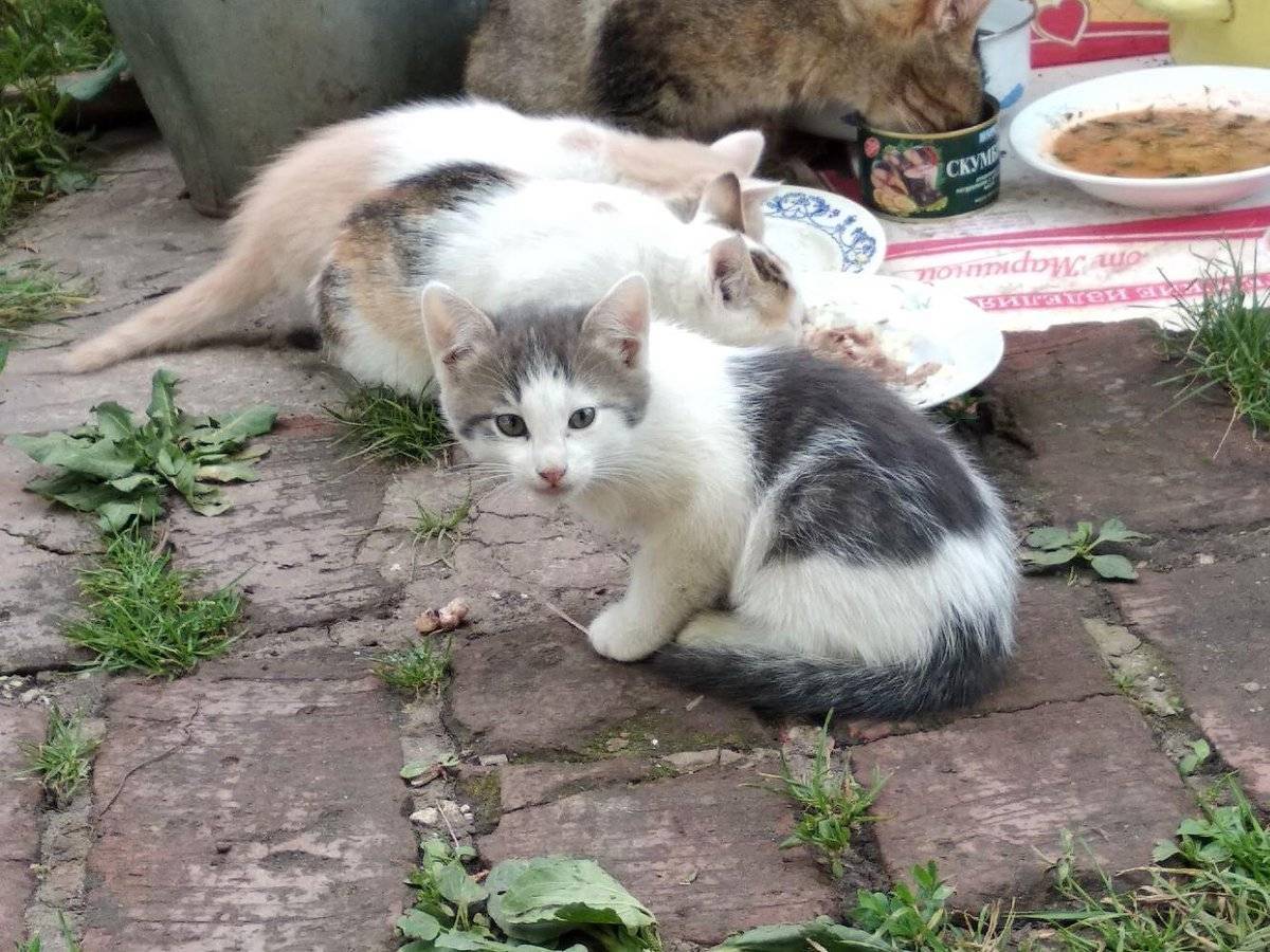 Мама-кошка и 8 малышей нашли дом благодаря TIKTOK-марафону