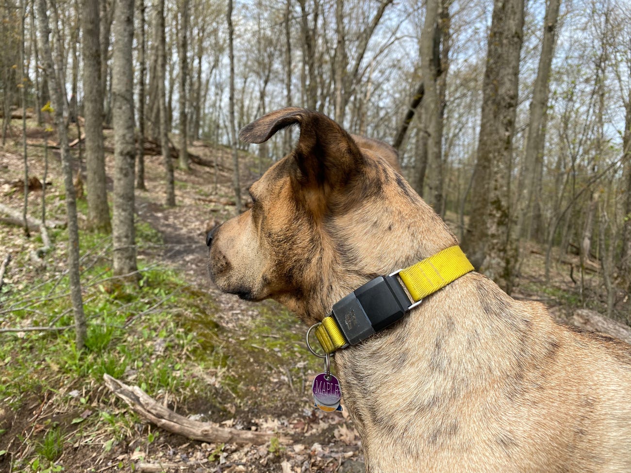 Пес выжил в пещере 72 часа благодаря спелеологам