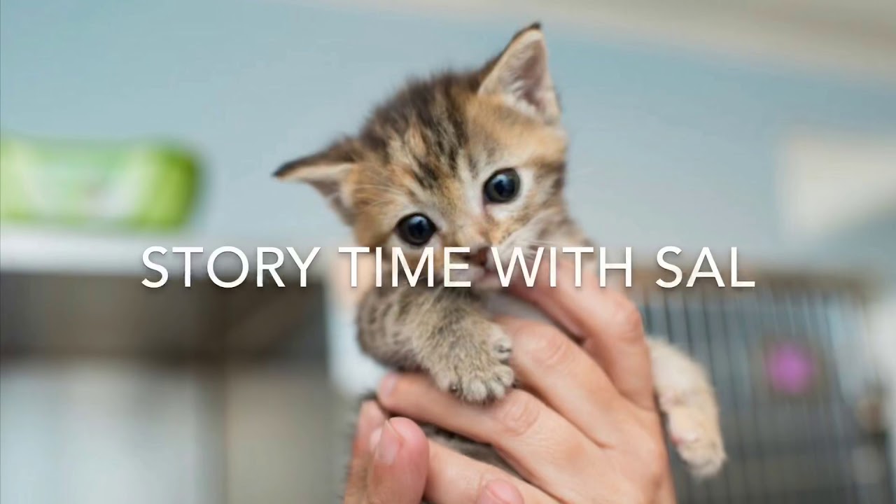 Почтальон обнаружил живую посылку в почтовом ящике