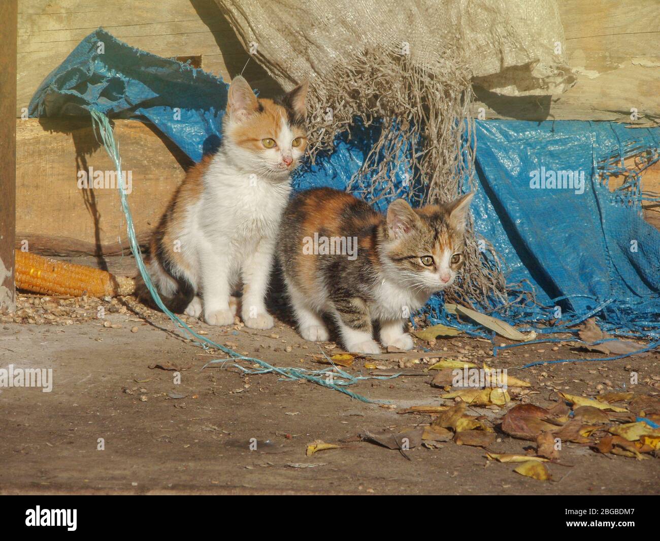 Почтальон обнаружил живую посылку в почтовом ящике