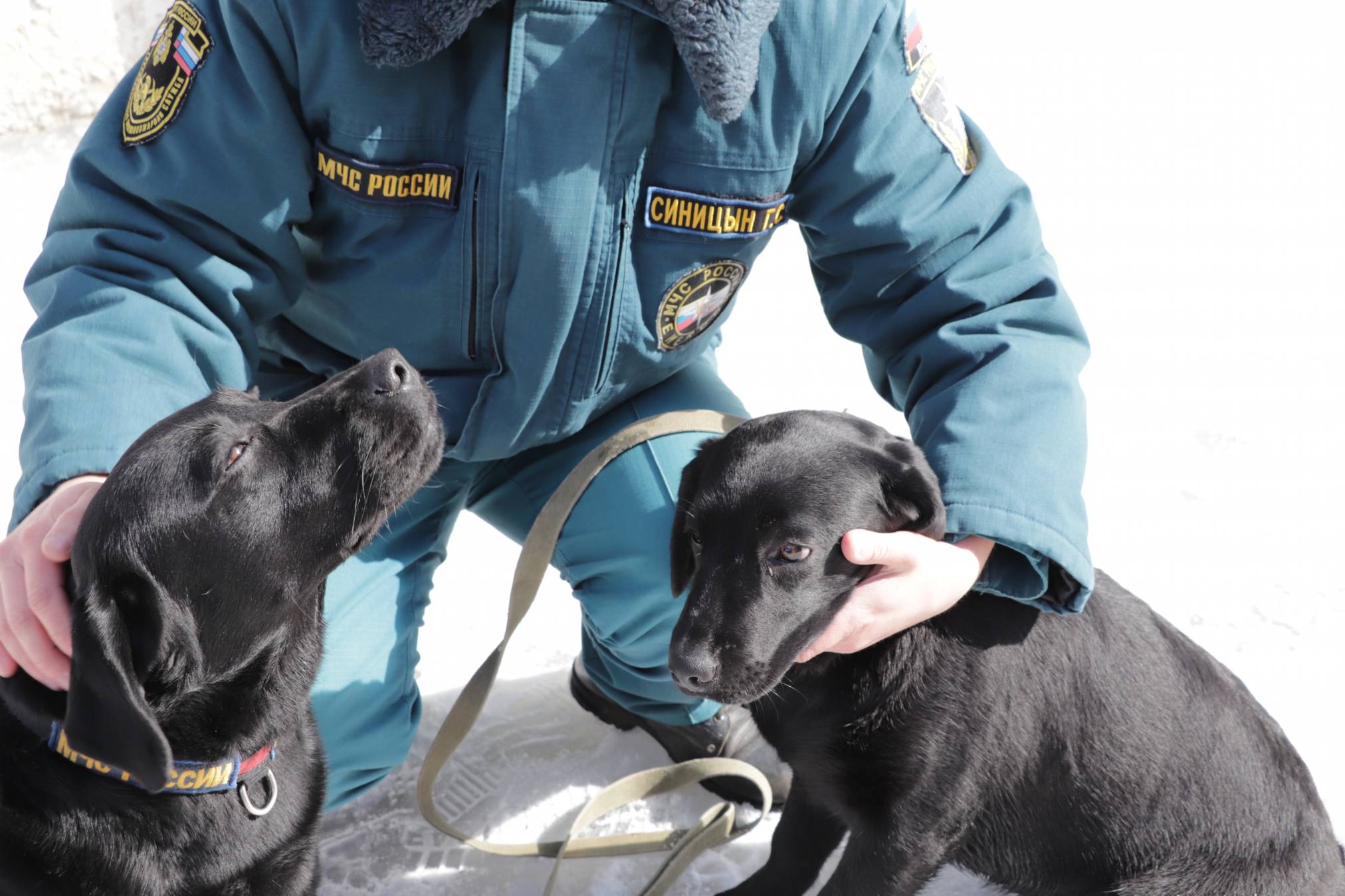 Пес вытащил всю семью из огня и стал героем