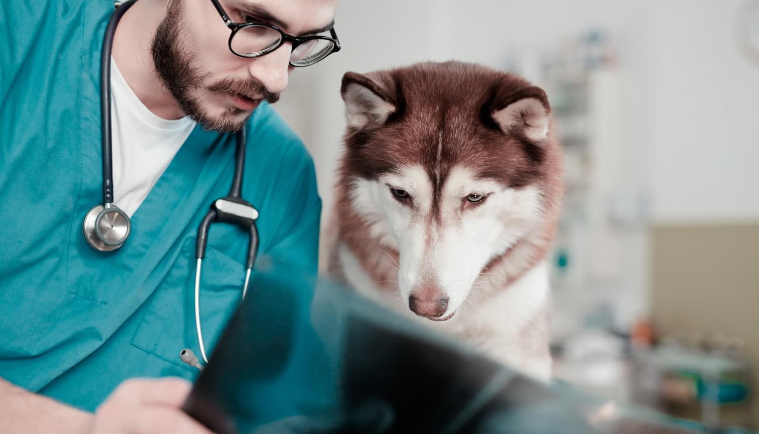 Собаку с пороком сердца спасли благодаря VR-технологиям