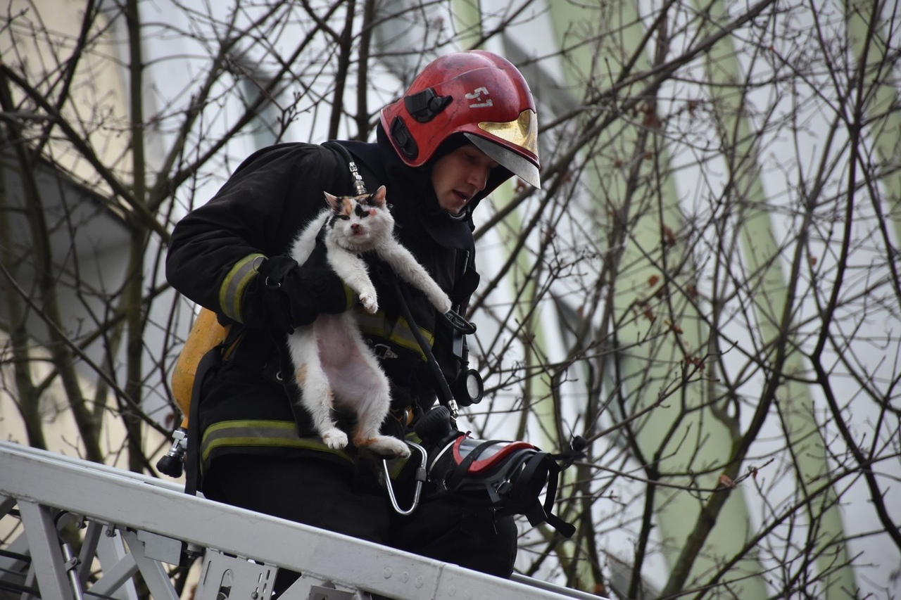 Кот на 25 этаже и герои в касках