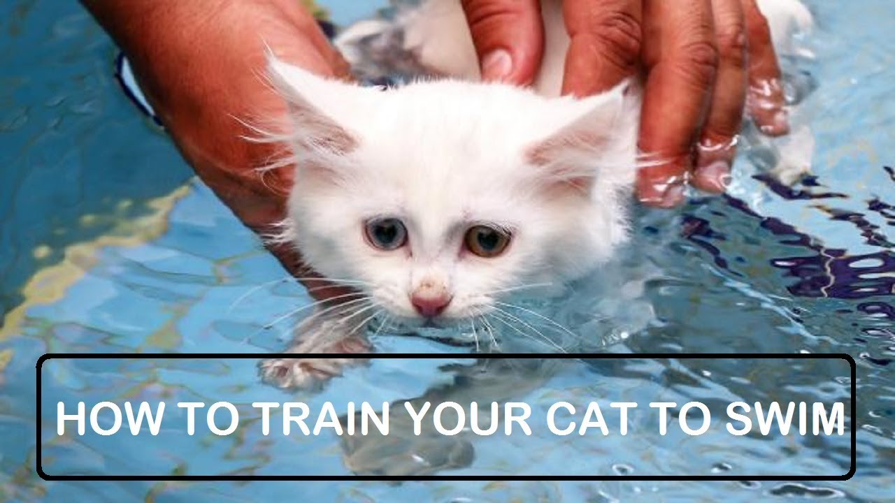 Эти кошки обожают воду и разрушают все стереотипы