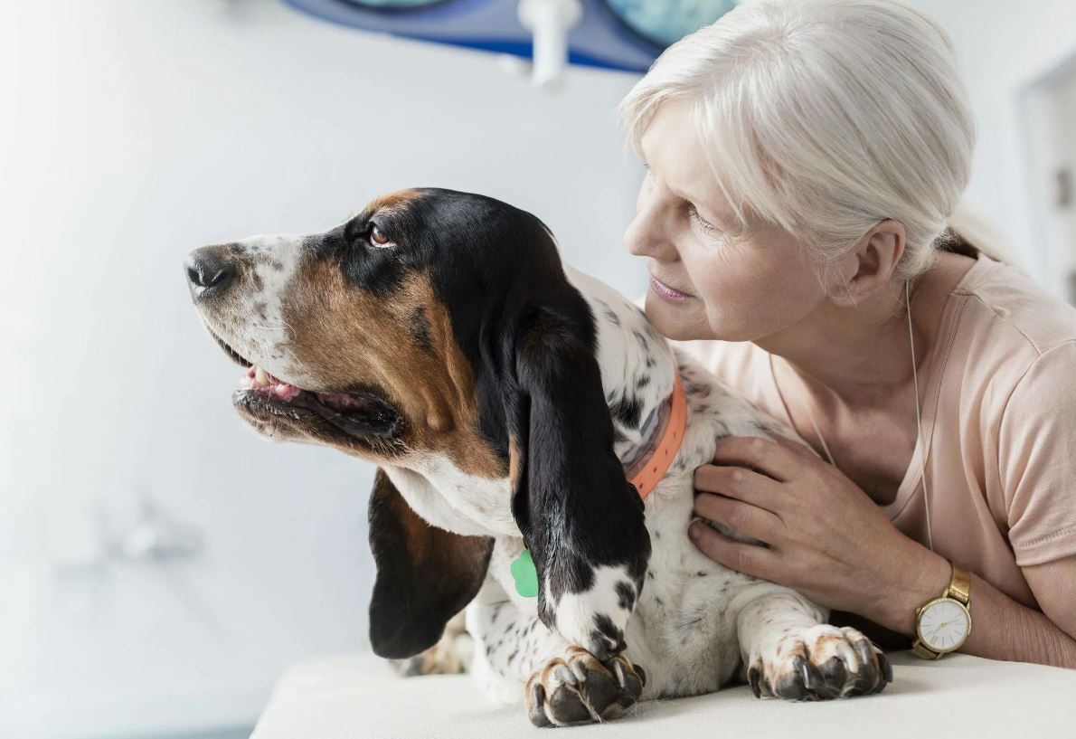 Разоблачаем миф правда ли собаки стареют 1 к 7 годам