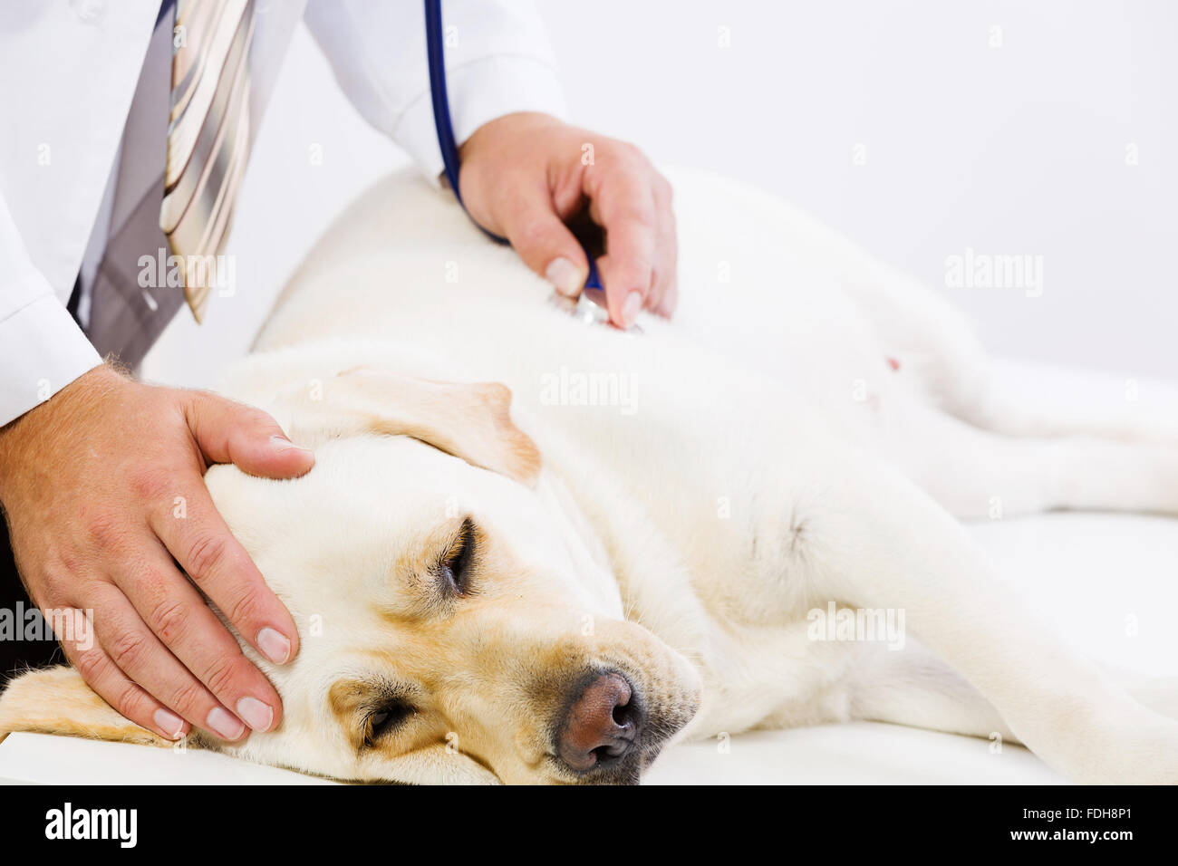 Стерилизация превращает собак в лежебок – правда или миф?