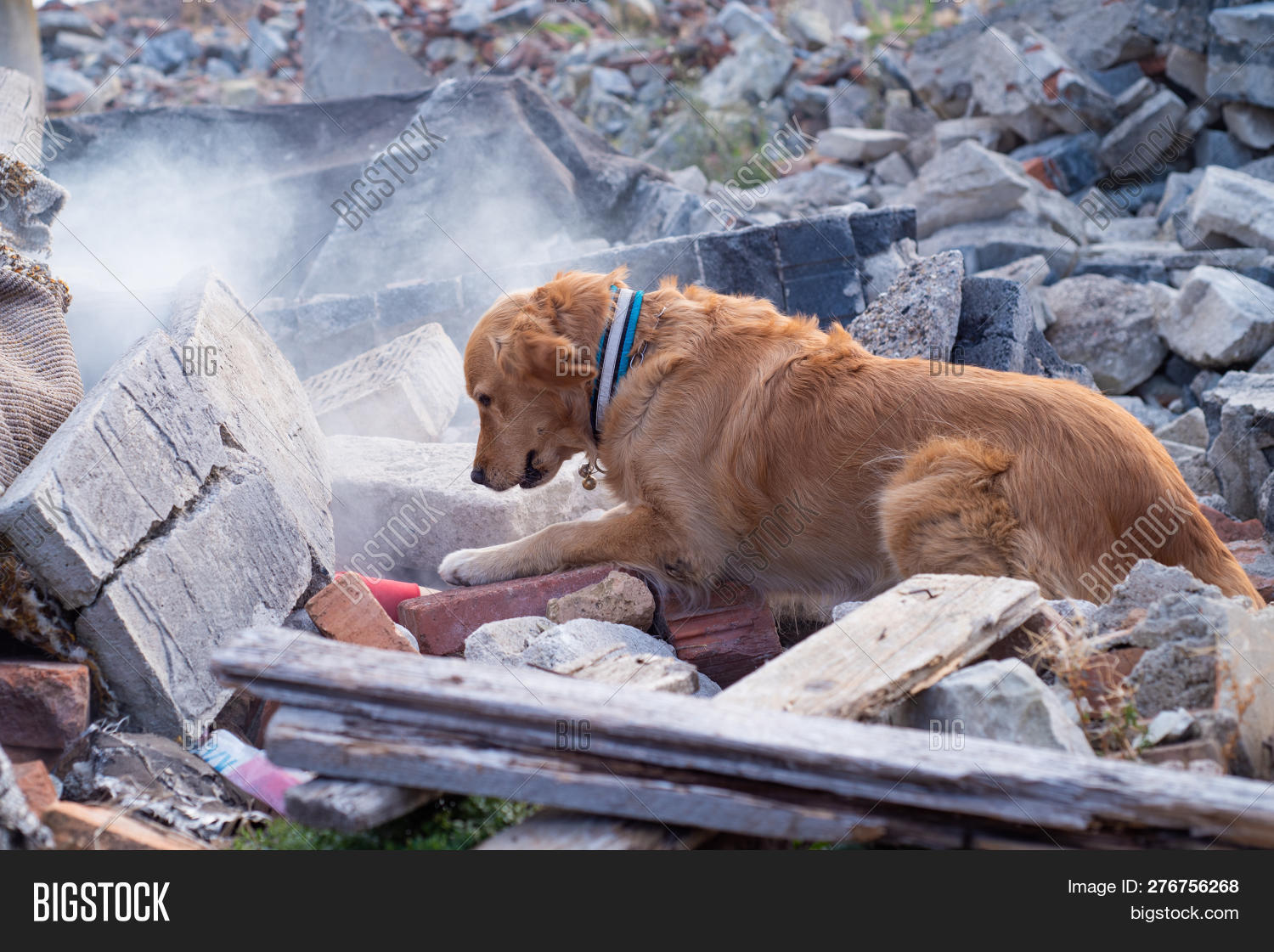 Собаки знают о землетрясении за минуты до толчков