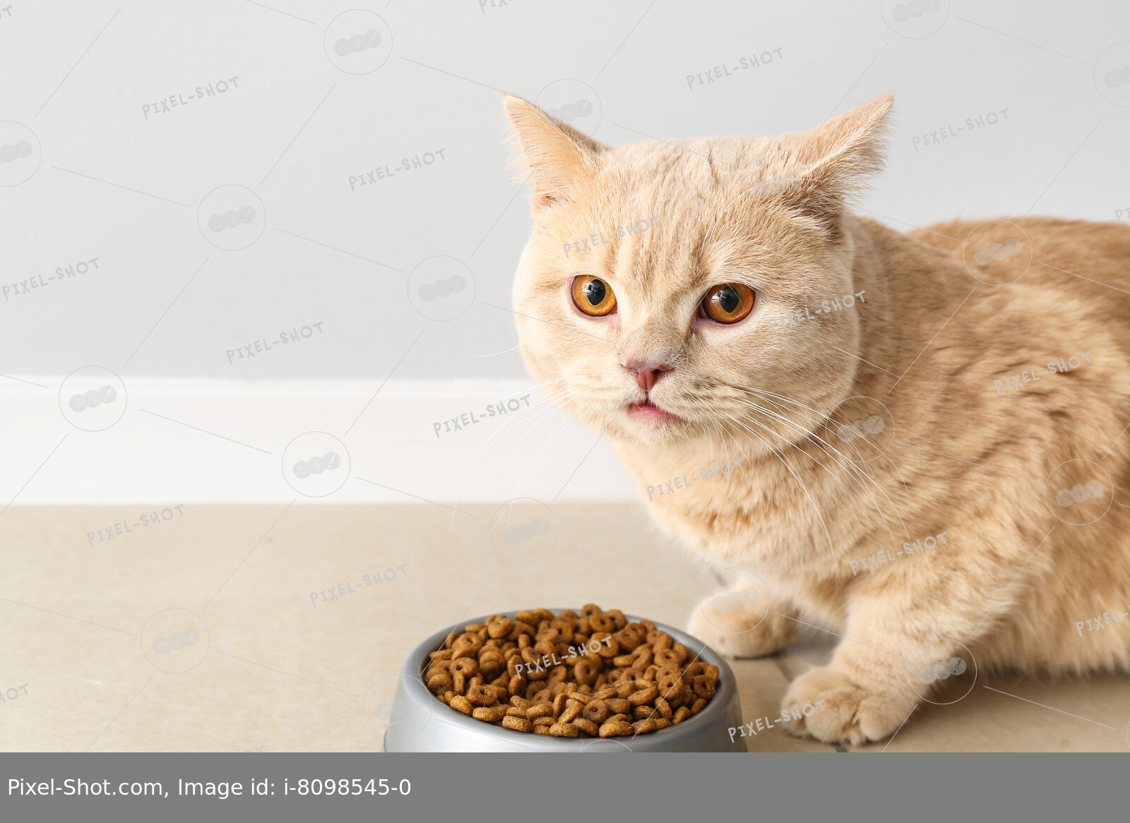 Сухой корм убивает почки кошек или это миф