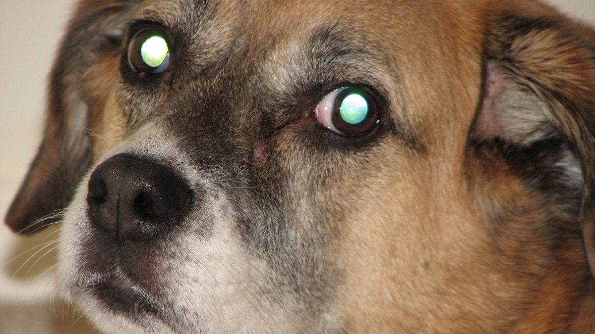 Собаки видят магнитные поля и вот доказательства