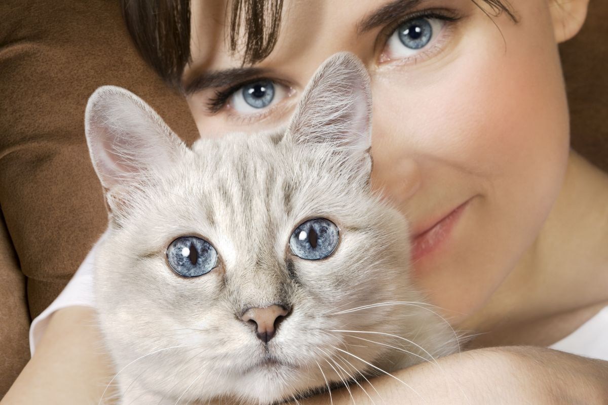 Кошки действительно лечат суставы или это просто миф