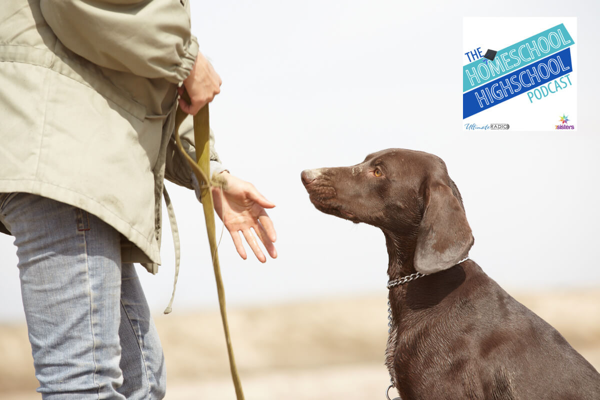 Собаки и зеркала разгадка феномена