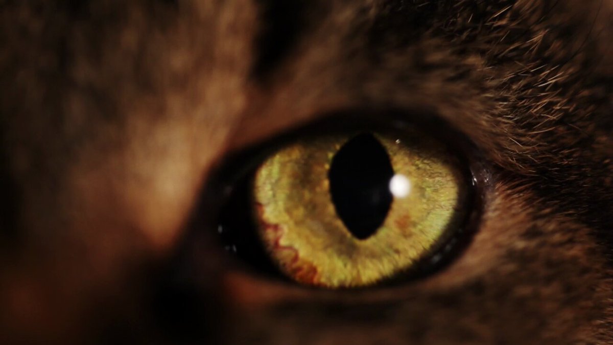 Кошки действительно видят призраков или это миф