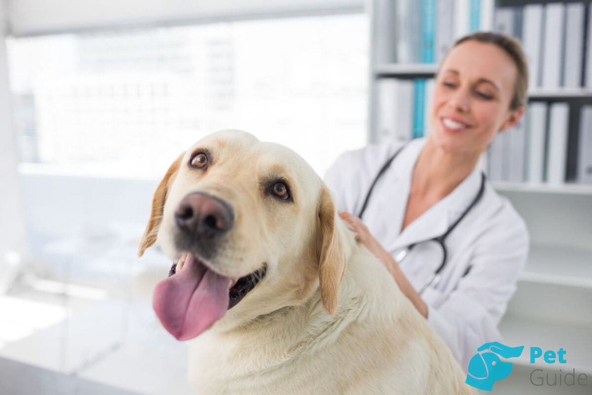 Почему стерилизованные собаки набирают вес и как этого избежать