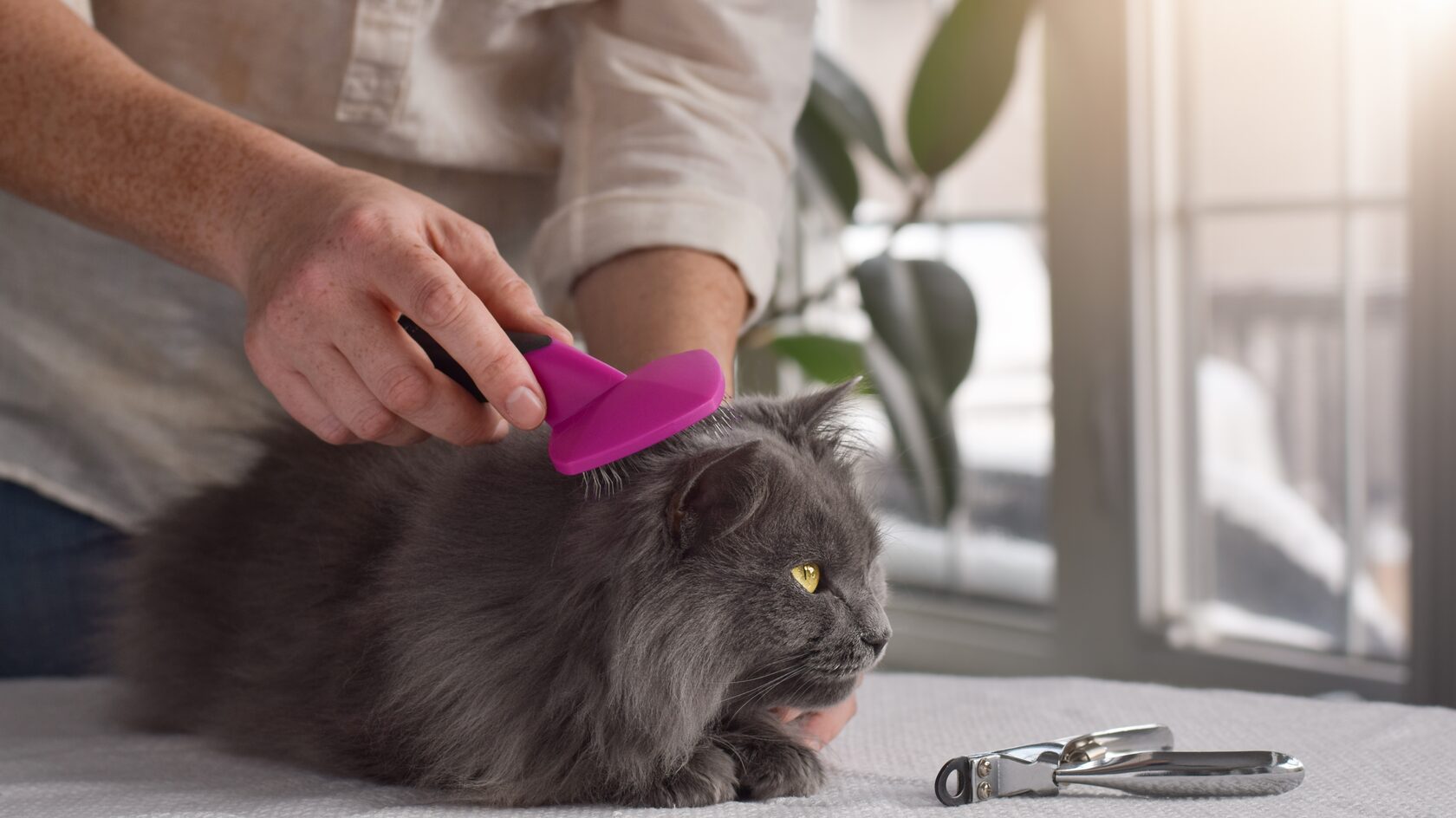 Ваша кошка пахнет как собака – вот почему это опасно