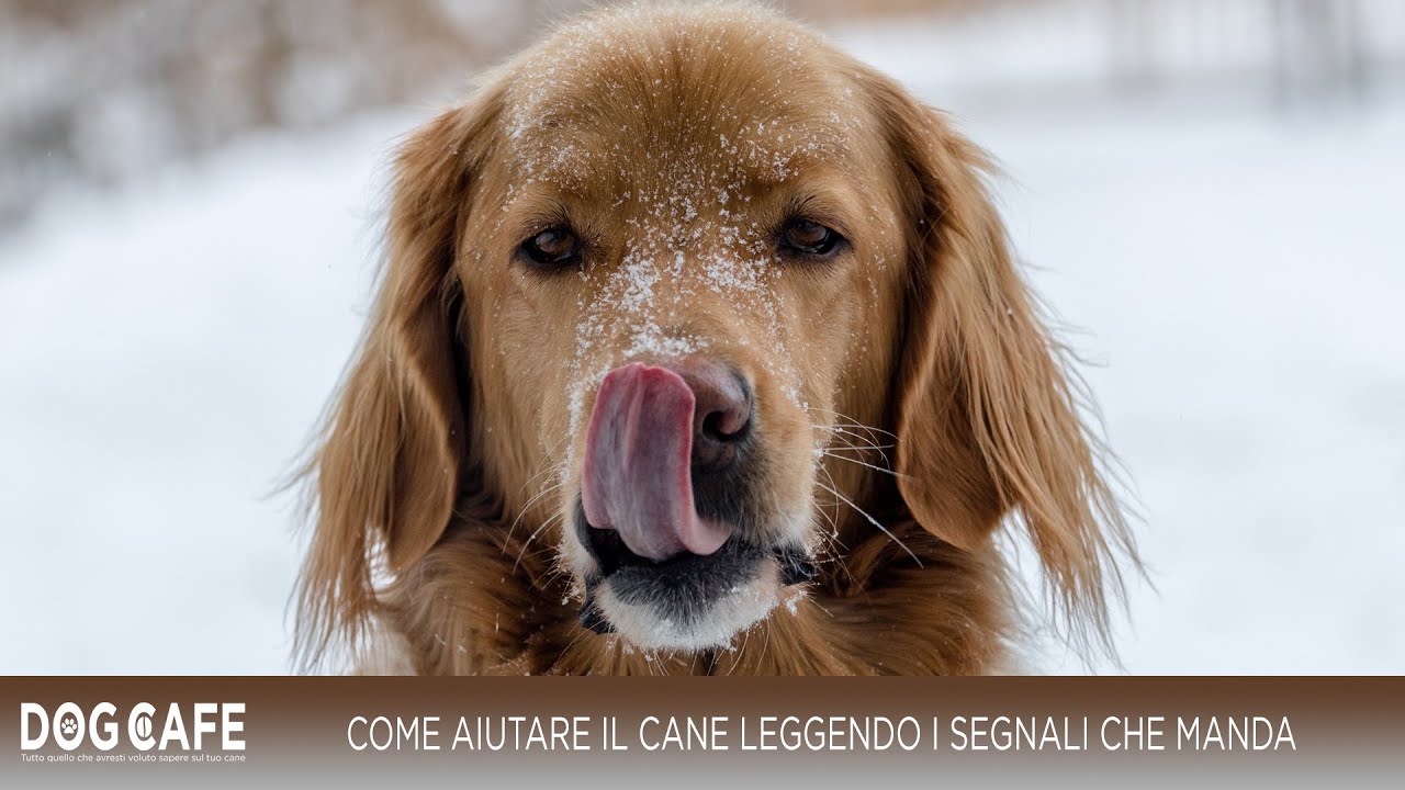 Почему ваша собака ест снег и стоит ли бить тревогу