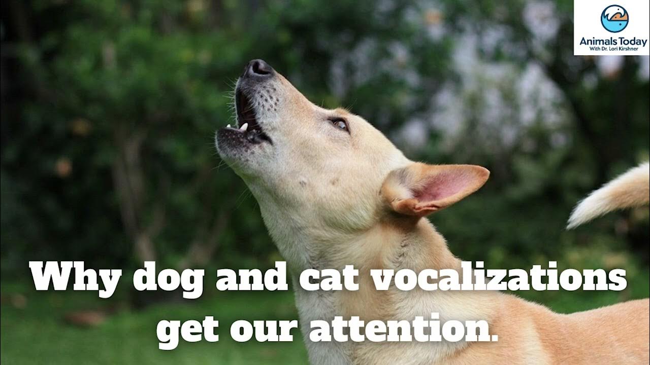 Собаки действительно видят призраков или это миф