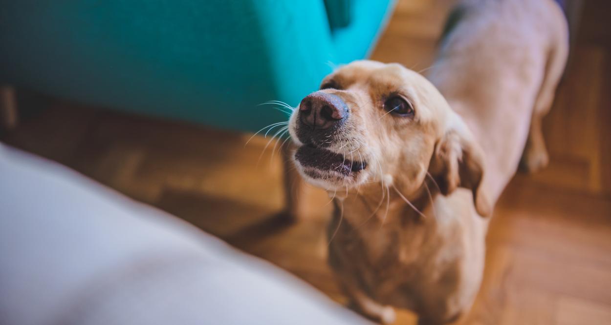 Собаки действительно видят призраков или это миф