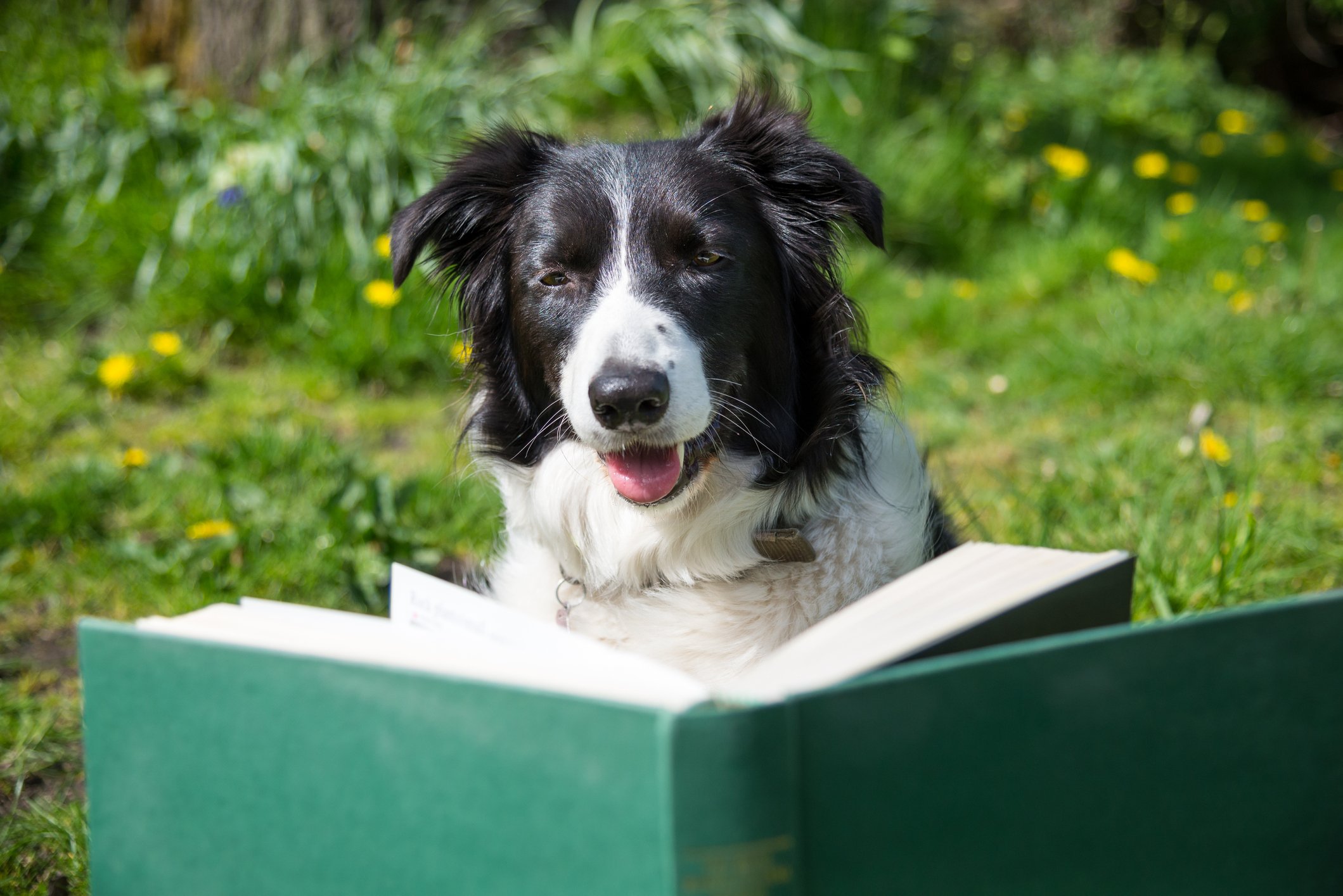 Ваша собака умнее чем вы думаете