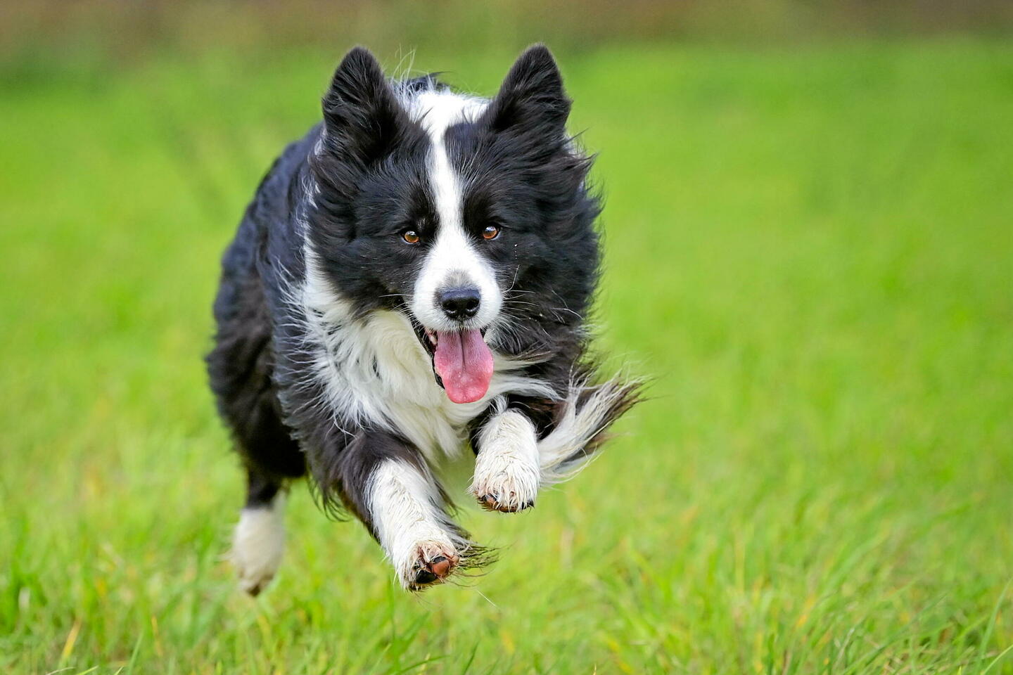 Ваша собака умнее чем вы думаете вот доказательства