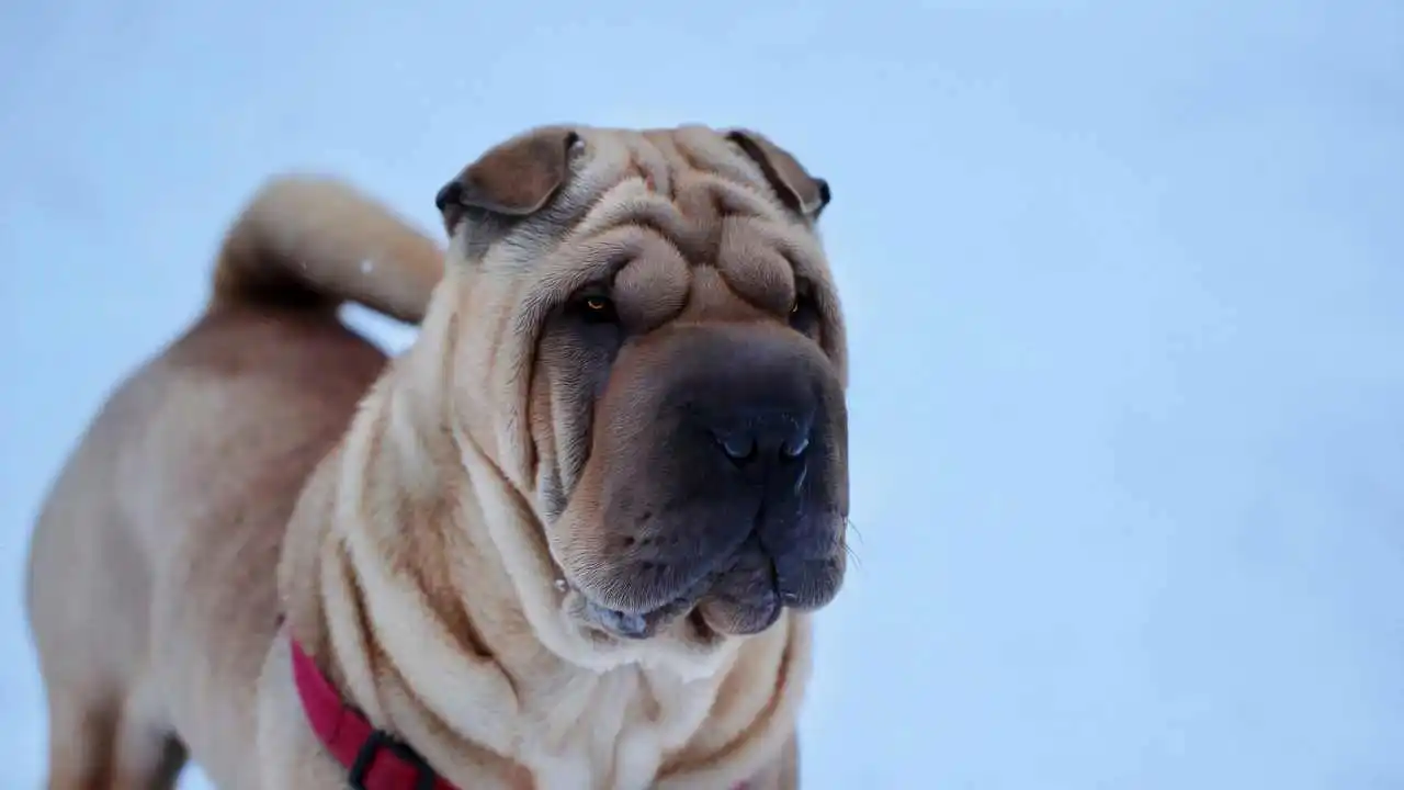 Правда ли шарпеи злые из-за своих складок