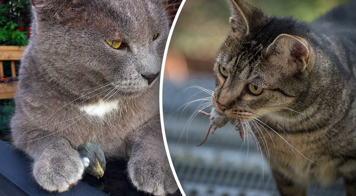 Ваша кошка тайно охотится на пауков и тараканов