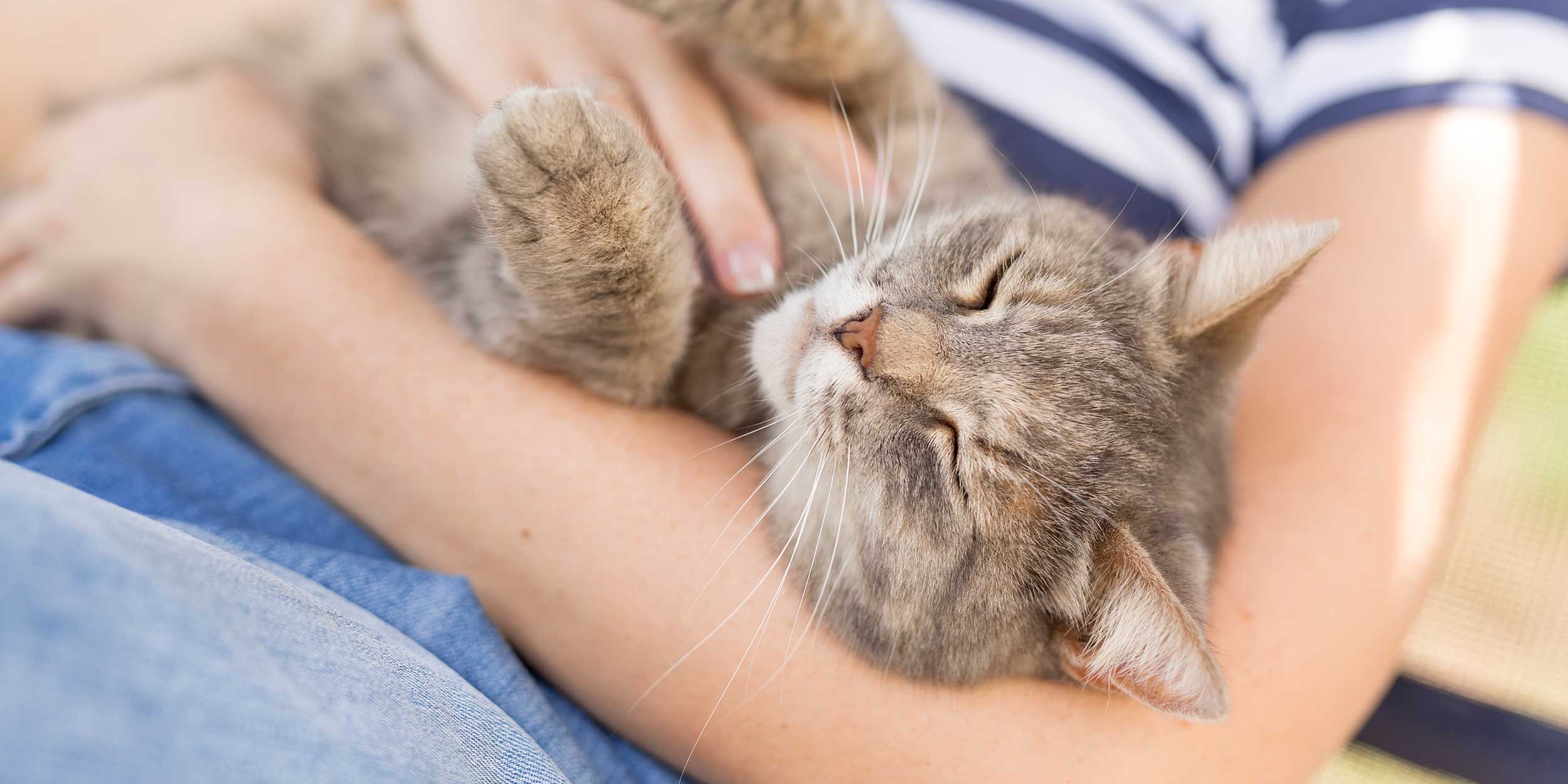 Кошки мурлыкают не только когда счастливы 5 скрытых причин