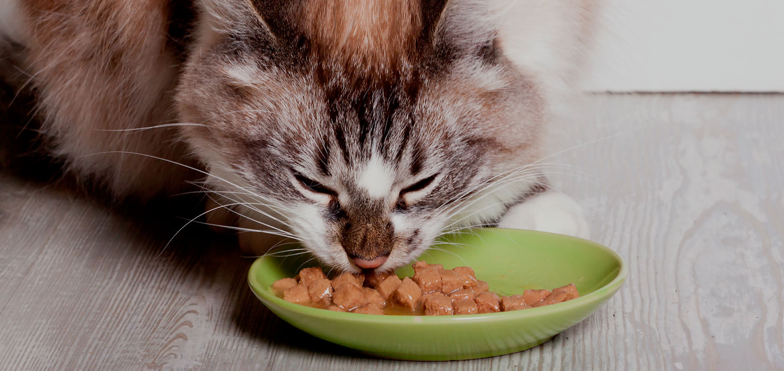 Ваш кот под угрозой – скрытая опасность в банке тунца