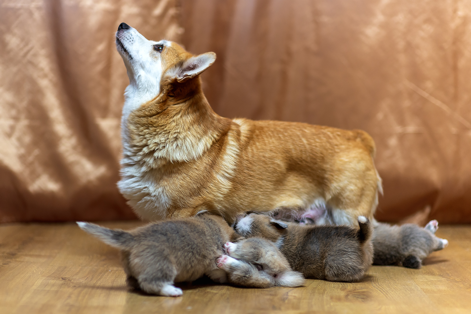 Почему корги не могут родить без помощи ветеринара