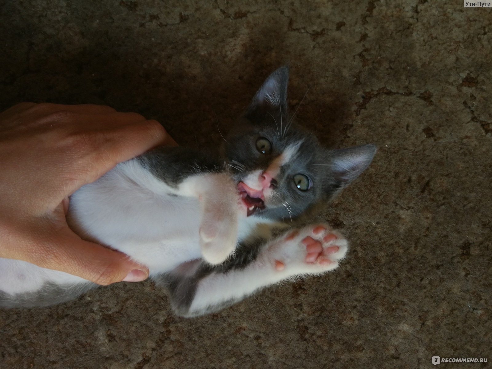 Материнский инстинкт или опасность Почему кошки таскают котят за шкирку