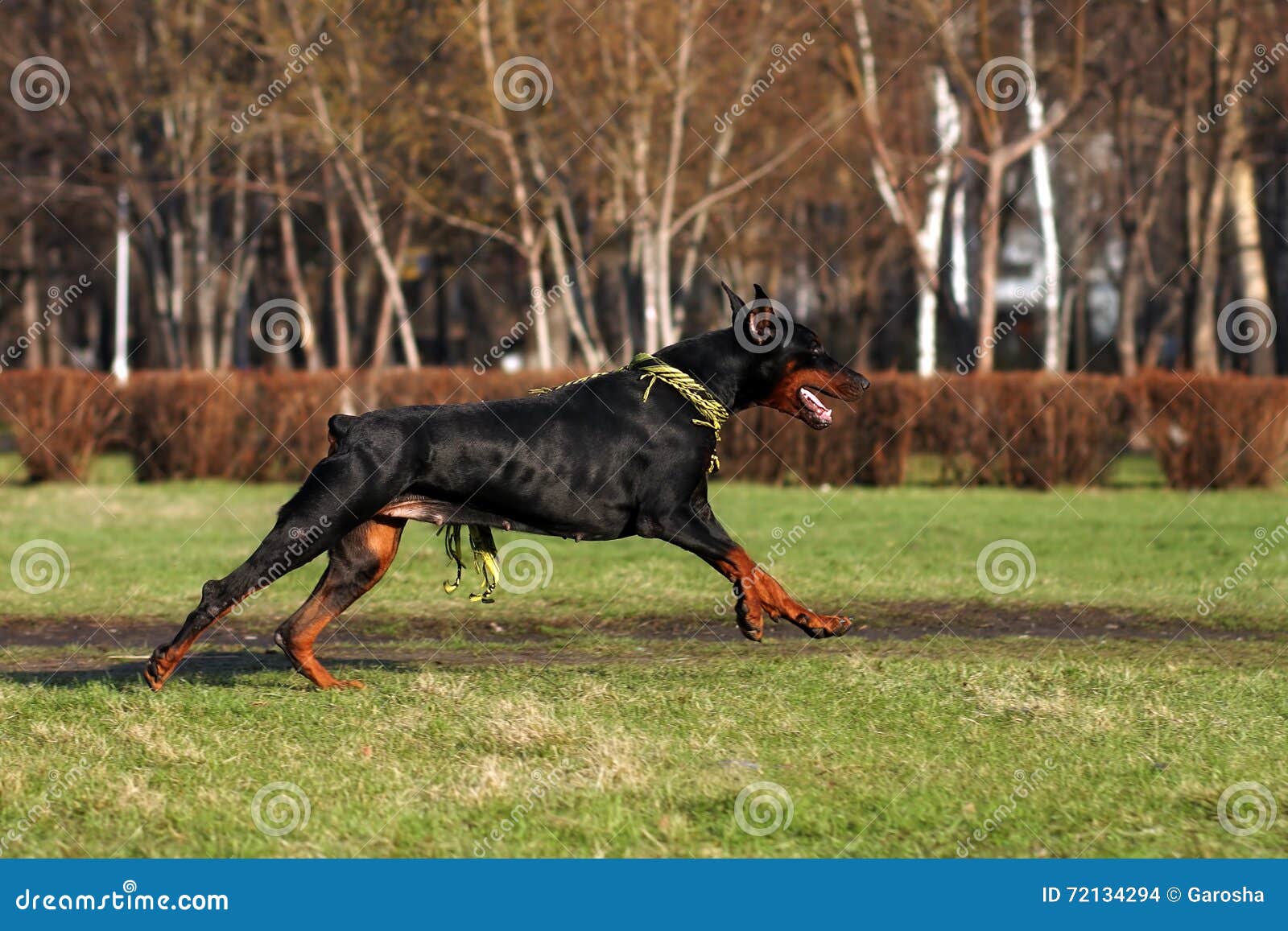 Доберманы рождены убийцами или это миф