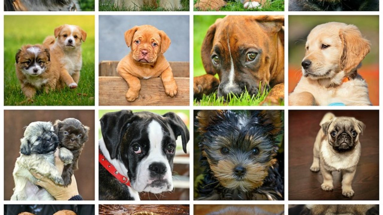 Угадай страну происхождения своей собаки и удивись