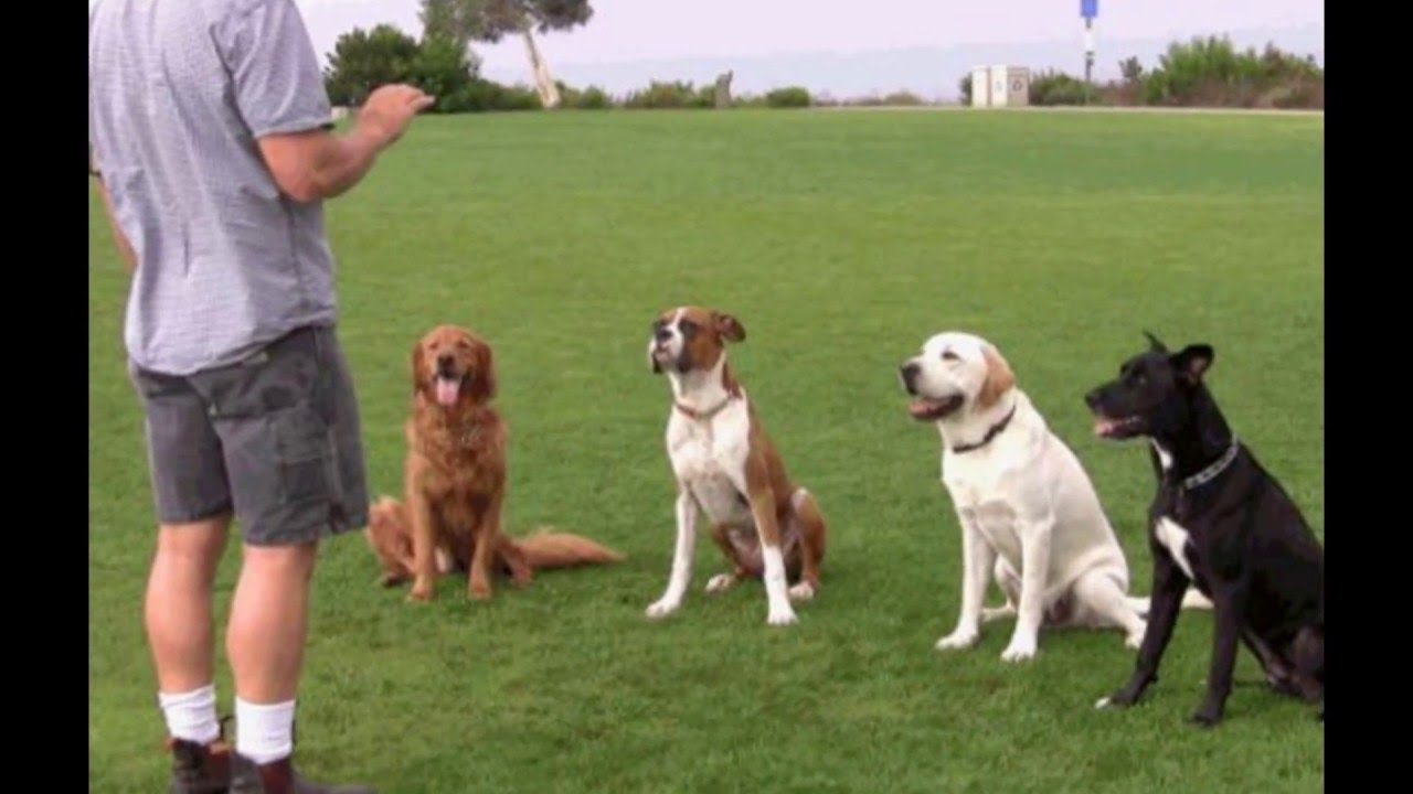 20 собачьих терминов которые знает не каждый хозяин