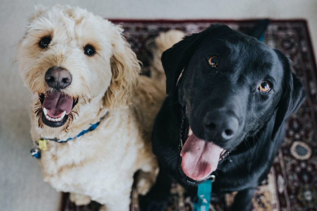 Что на самом деле значит собачий лай и как его понять