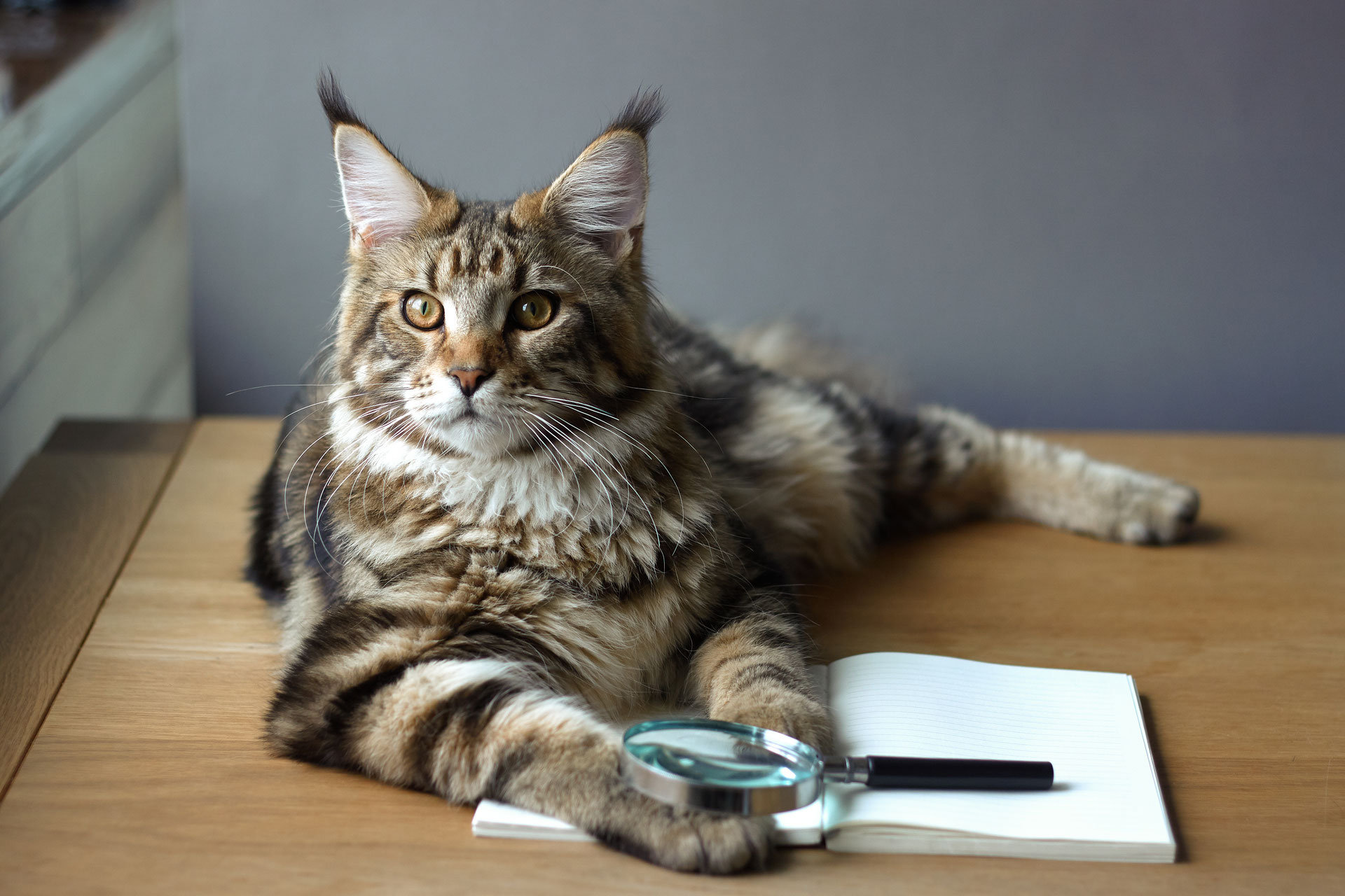 Узнай, какая кошка скрывается в твоей душе – мейн-кун или сфинкс