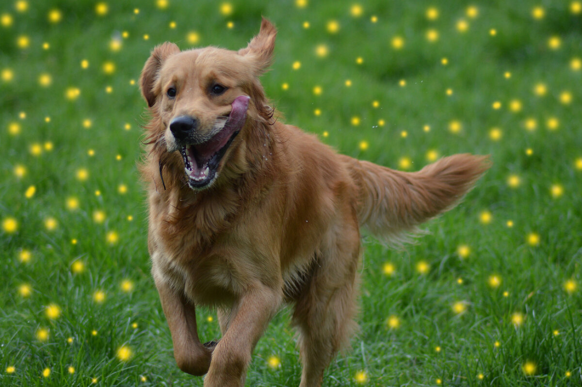 Эти собаки украли кадры в голливудских блокбастерах