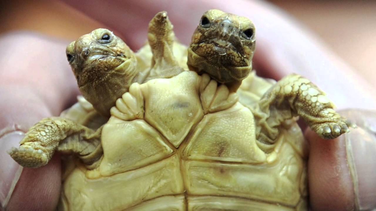 Эти 5 животных выглядят нормально но их ДНК вас шокирует