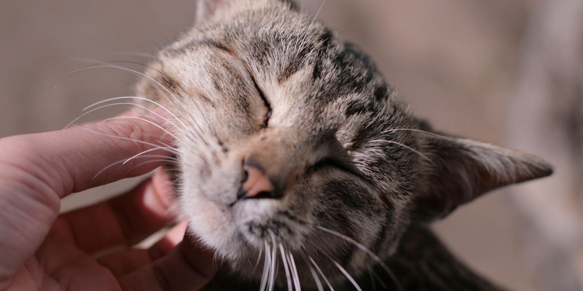 Только 1 из 10 хозяев распознает эти кошачьи сигналы