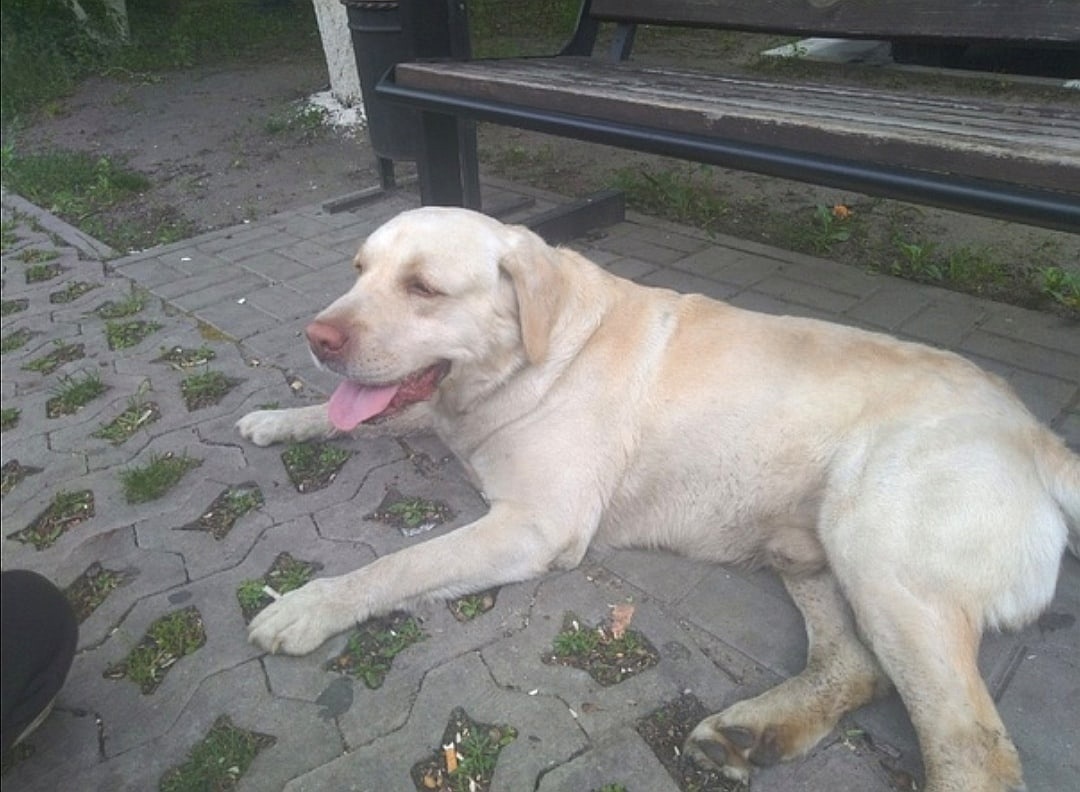 Пес выкопал фамильный перстень потерянный полвека назад