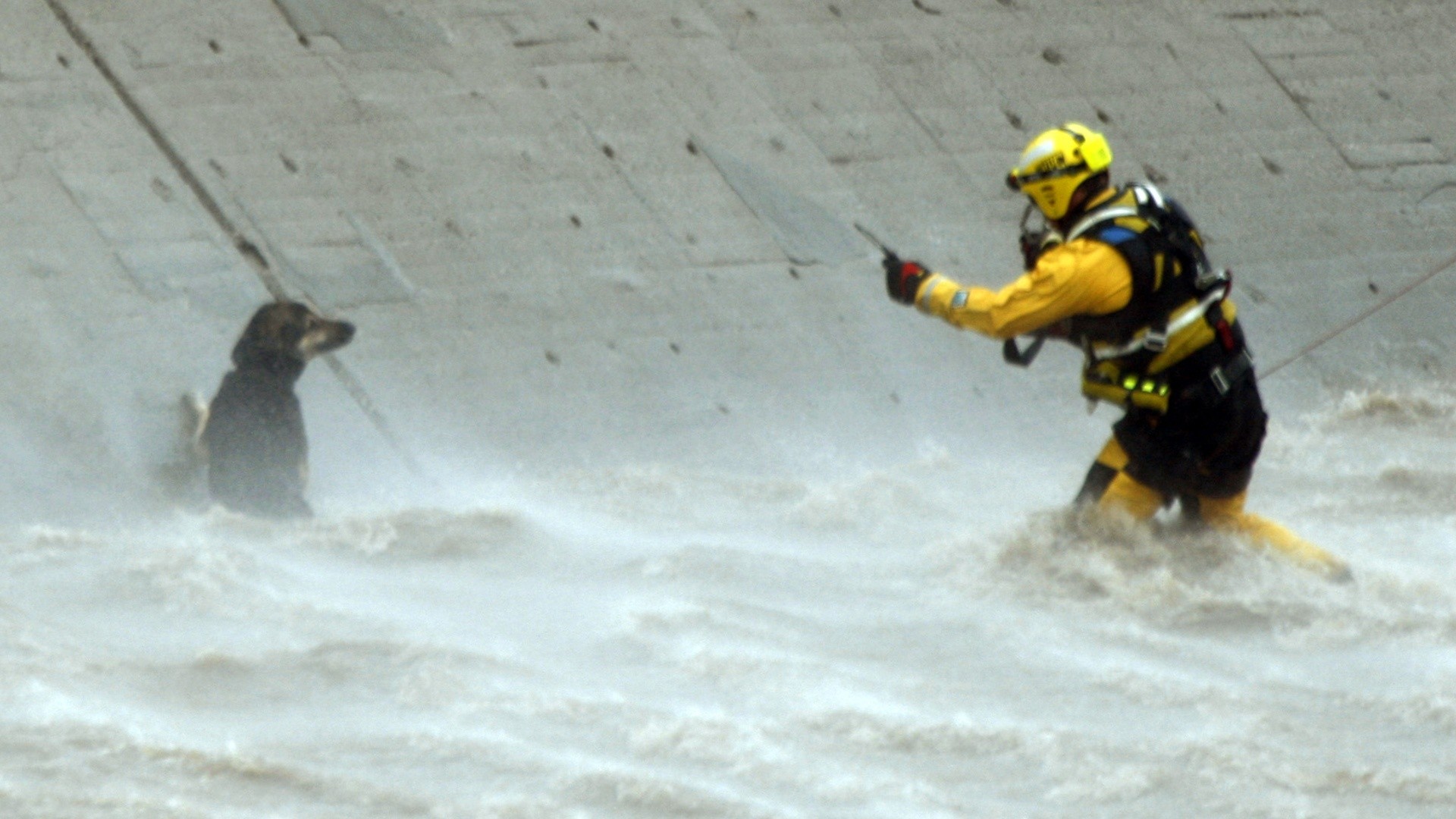 Собака спасла 200 жизней перед цунами в Индонезии