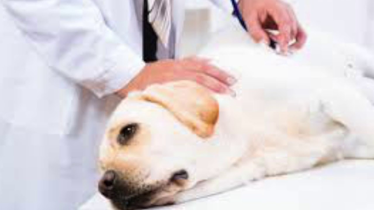 Пес спас щенка ценой своего костного мозга