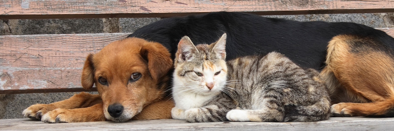 Кот спас раненую собаку и привел к ней ветеринаров