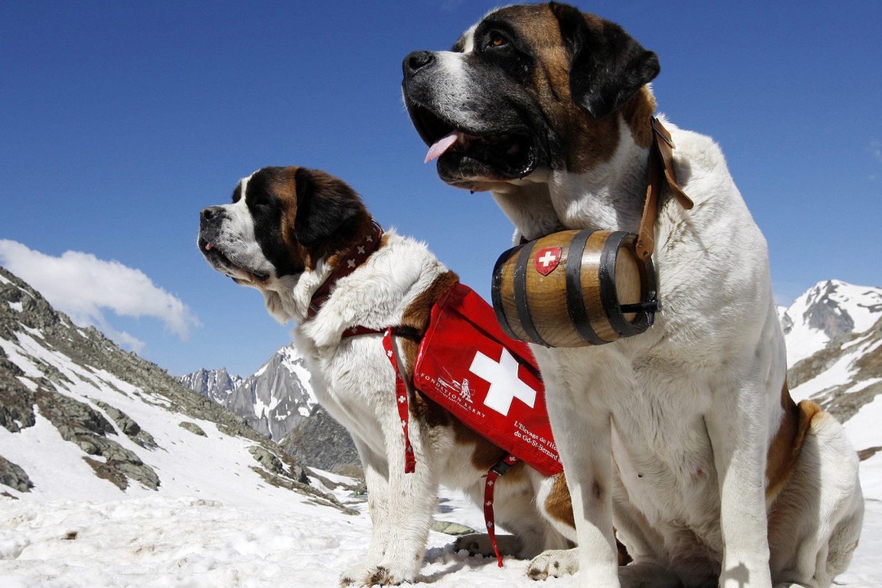 Верный пес 12 часов вел спасателей через снежную бурю к хозяйке