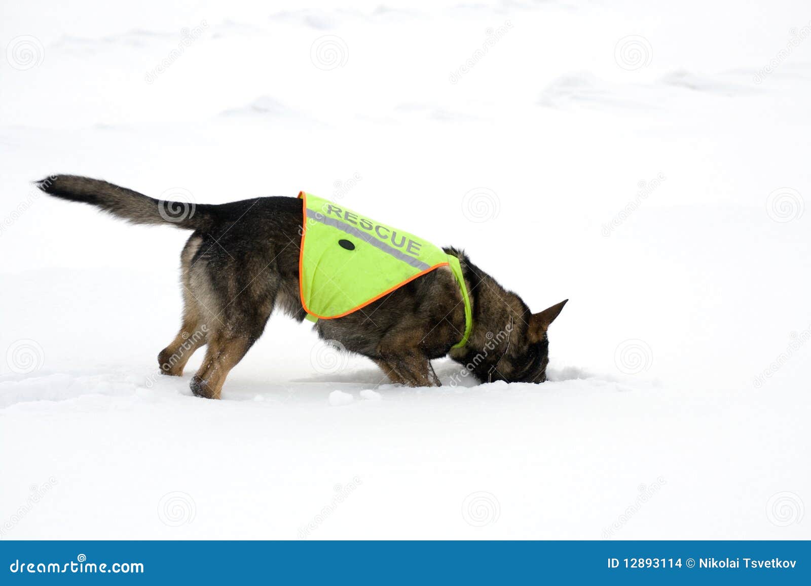 Верный пес 12 часов вел спасателей через снежную бурю к хозяйке