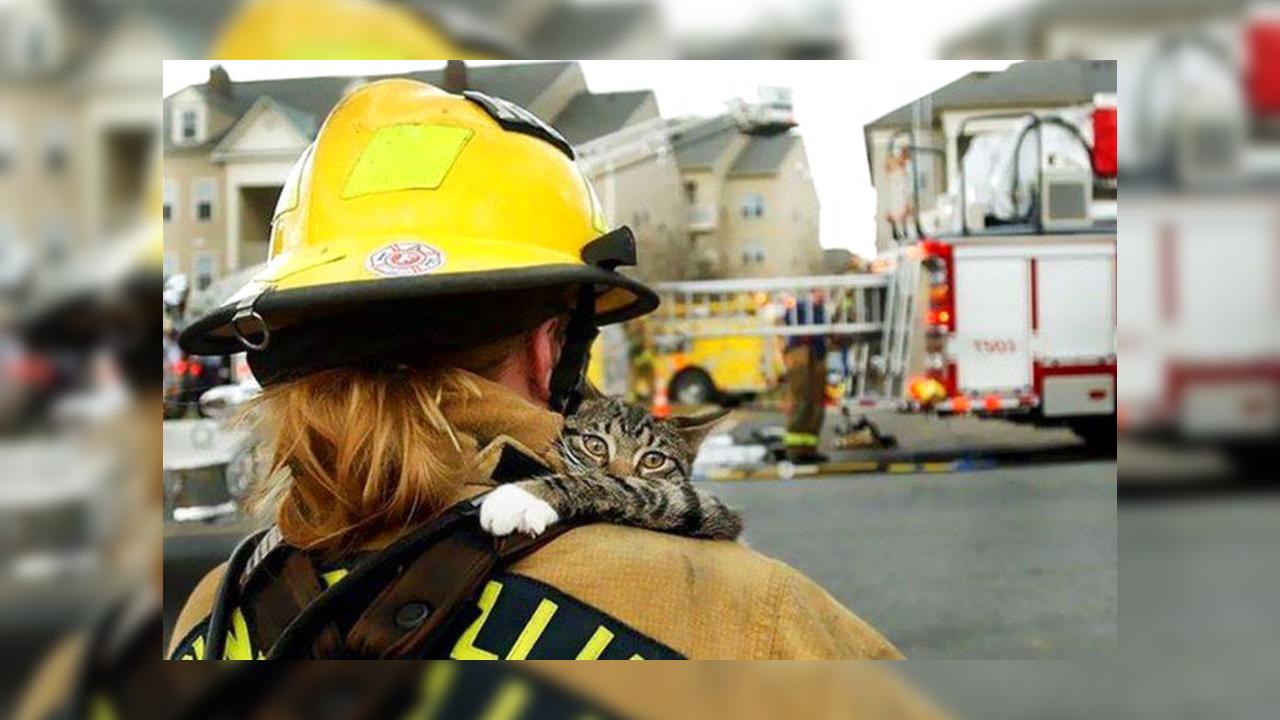 Кот спас целый поселок от цунами за час до катастрофы