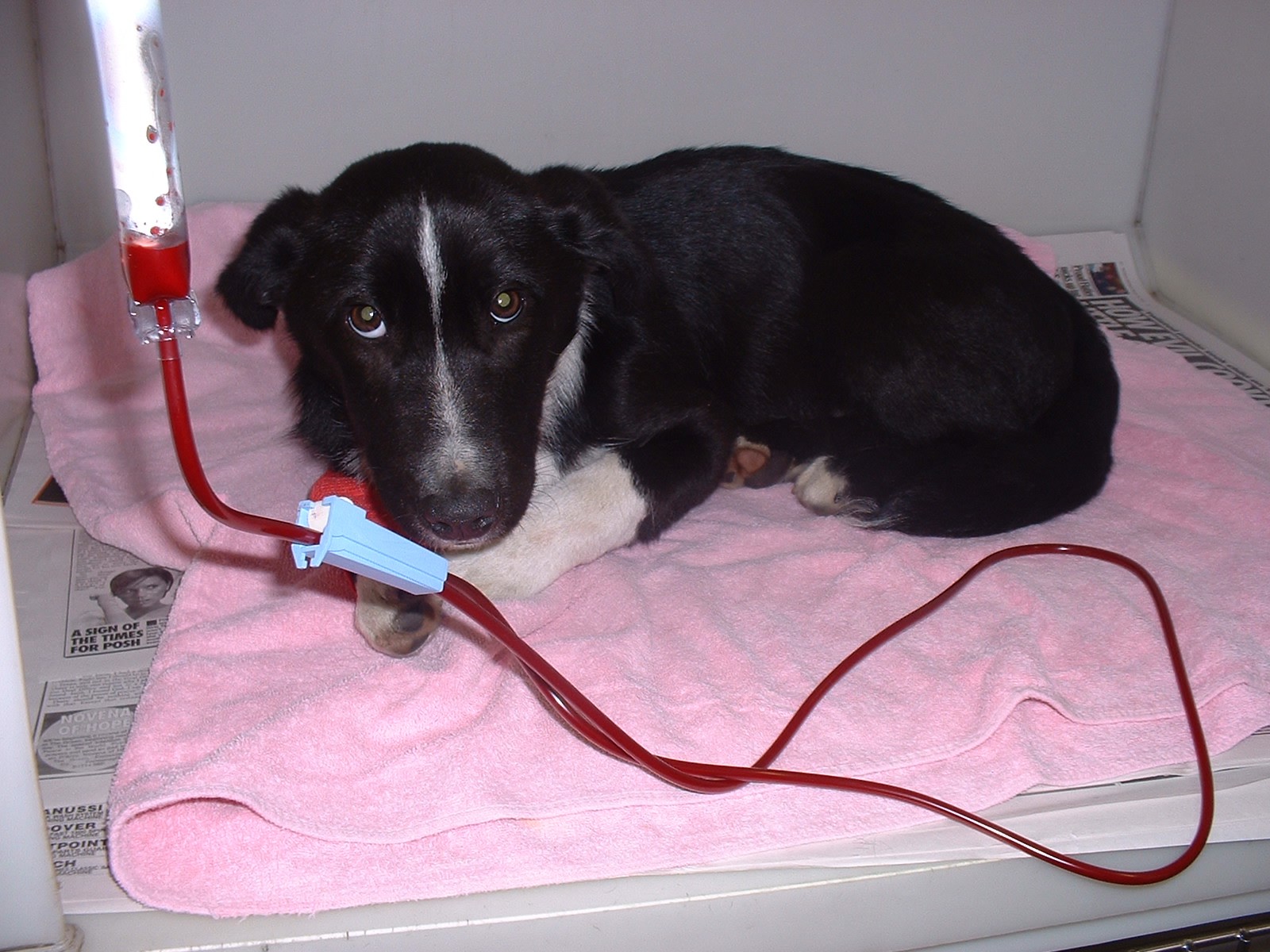 Пес-герой спас щенков после ДТП благодаря редкому донорству