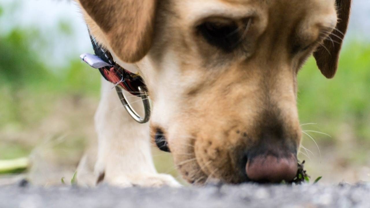 Пес-археолог раскопал капсулу времени спустя десятилетие