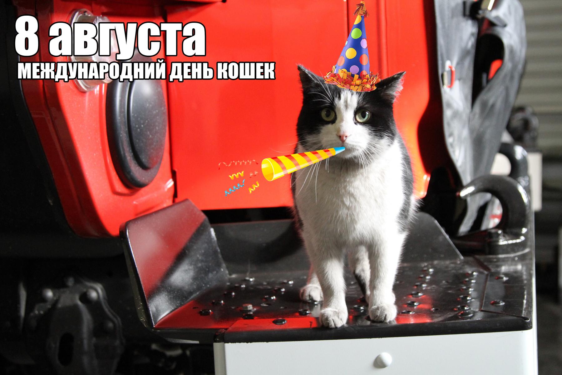 Кошка спасла семью от взрыва газа и стала героем TikTok