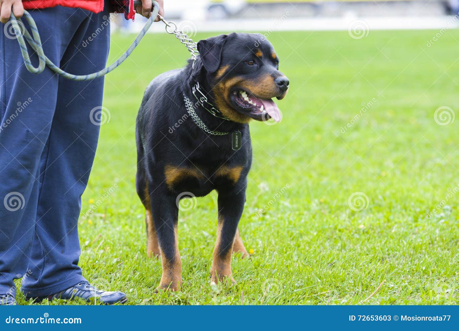 Ротвейлер по кличке Рекс спас дом от грабителей и стал героем района