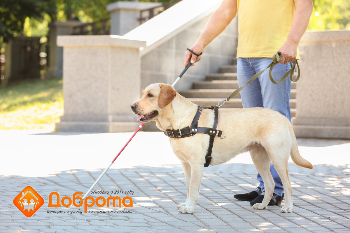 Собака спасла ребенка от эпилептического приступа за 15 минут до начала