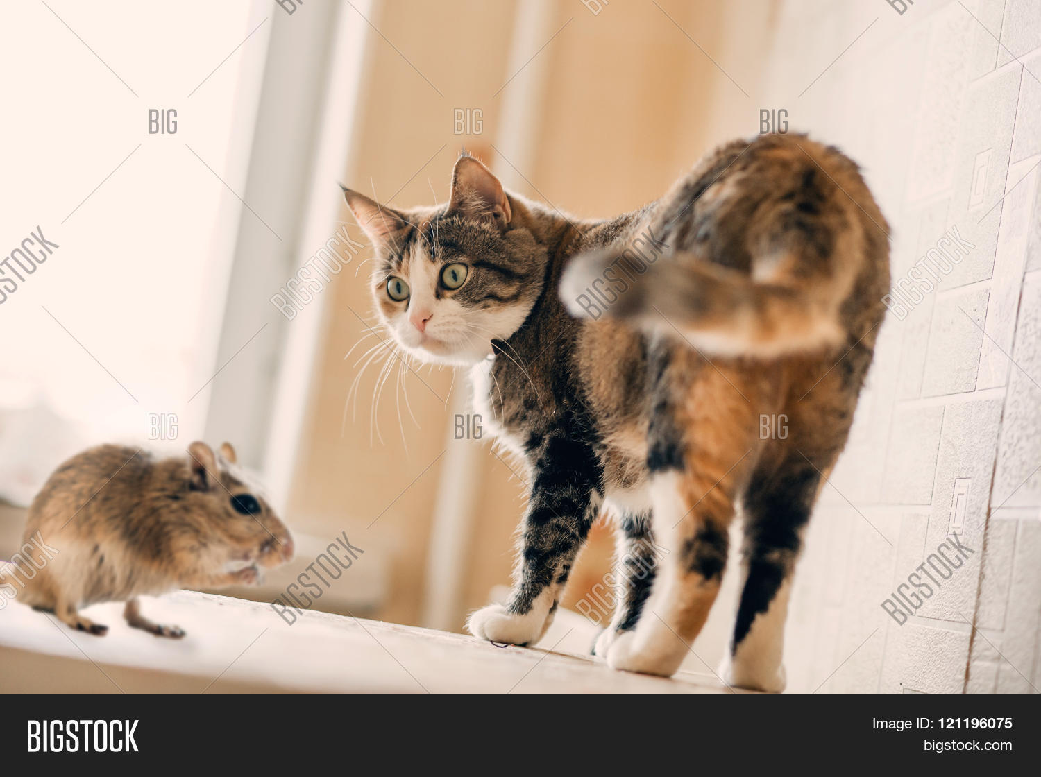 Эта кошка за 5 лет поймала больше мышей чем все мышеловки в РФ